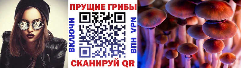 Псилоцибиновые грибы Cubensis  купить   Домодедово 